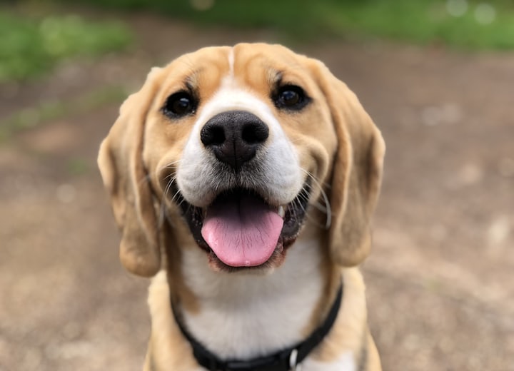 A happy puppy