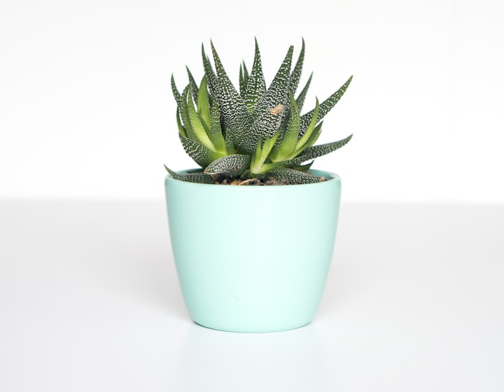 A potted houseplant